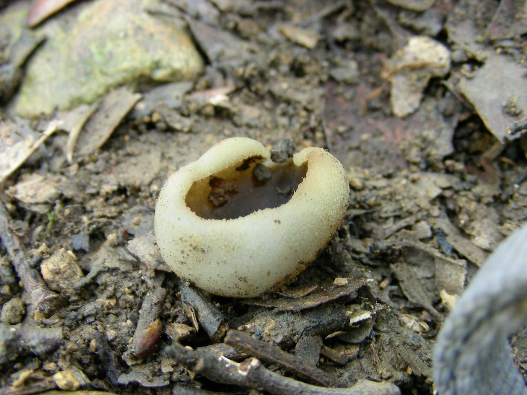 1623 Marzo vecchio ritrovamento